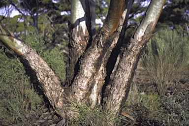 APII jpeg image of Eucalyptus myriadena subsp. myriadena  © contact APII