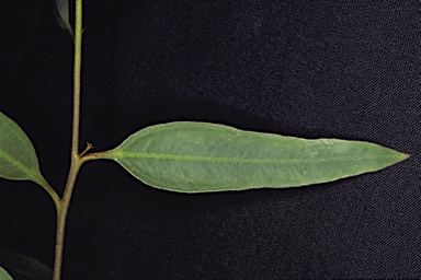 APII jpeg image of Eucalyptus myriadena subsp. parviflora  © contact APII