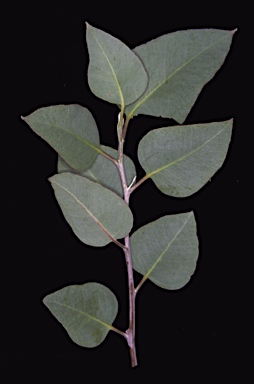 APII jpeg image of Eucalyptus obtusiflora subsp. obtusiflora  © contact APII