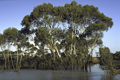 APII jpeg image of Eucalyptus occidentalis  © contact APII