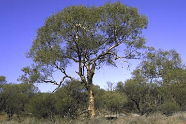 APII jpeg image of Eucalyptus oldfieldii  © contact APII