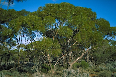 APII jpeg image of Eucalyptus oleosa subsp. oleosa  © contact APII