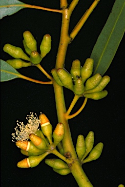 APII jpeg image of Eucalyptus oleosa subsp. oleosa  © contact APII