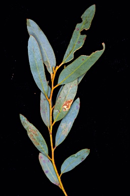 APII jpeg image of Eucalyptus oleosa subsp. corvina  © contact APII