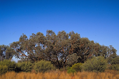 APII jpeg image of Eucalyptus oxymitra  © contact APII