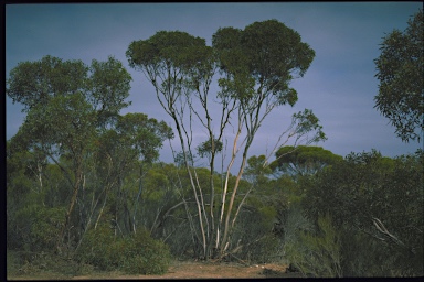 APII jpeg image of Eucalyptus peninsularis  © contact APII