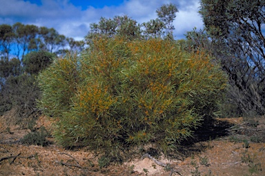 APII jpeg image of Eucalyptus perangusta  © contact APII