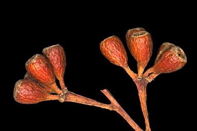 APII jpeg image of Eucalyptus phaenophylla subsp. phaenophylla  © contact APII