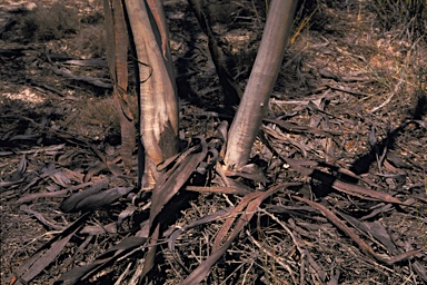 APII jpeg image of Eucalyptus phenax subsp. phenax  © contact APII