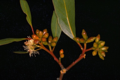 APII jpeg image of Eucalyptus phenax subsp. phenax  © contact APII