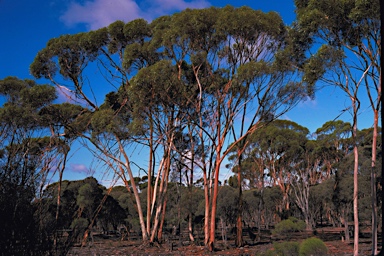 APII jpeg image of Eucalyptus pileata  © contact APII