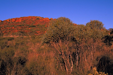 APII jpeg image of Eucalyptus platydisca  © contact APII