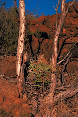 APII jpeg image of Eucalyptus platydisca  © contact APII