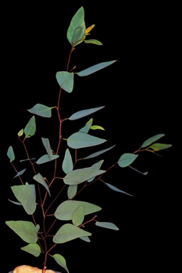 APII jpeg image of Eucalyptus thamnoides subsp. thamnoides  © contact APII