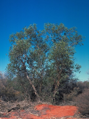 APII jpeg image of Eucalyptus roycei  © contact APII