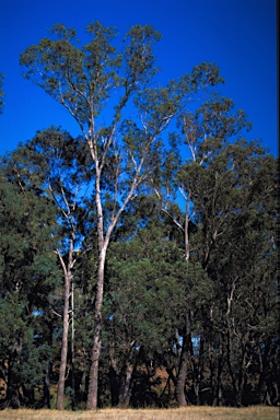 APII jpeg image of Eucalyptus rudis subsp. cratyantha  © contact APII