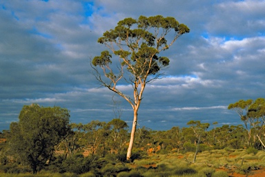 APII jpeg image of Eucalyptus salicola  © contact APII