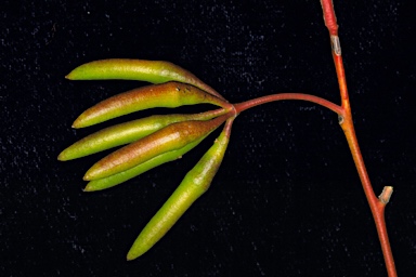 APII jpeg image of Eucalyptus sargentii subsp. sargentii  © contact APII