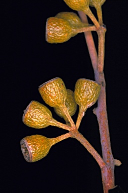 APII jpeg image of Eucalyptus vittata  © contact APII