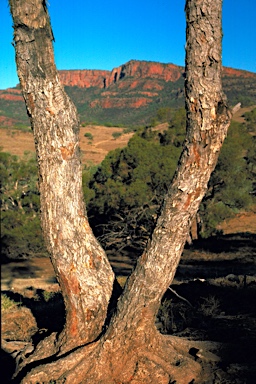 APII jpeg image of Eucalyptus socialis subsp. socialis  © contact APII