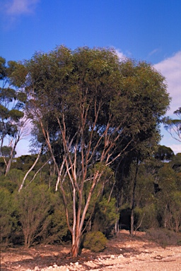 APII jpeg image of Eucalyptus spreta  © contact APII