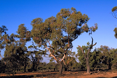 APII jpeg image of Eucalyptus striaticalyx subsp. striaticalyx  © contact APII