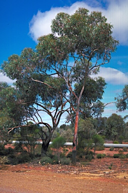 APII jpeg image of Eucalyptus stricklandii  © contact APII