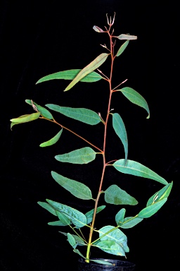 APII jpeg image of Eucalyptus subangusta subsp. virescens  © contact APII