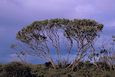 APII jpeg image of Eucalyptus pleurocarpa  © contact APII