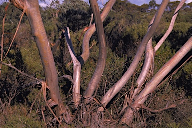 APII jpeg image of Eucalyptus pleurocarpa  © contact APII