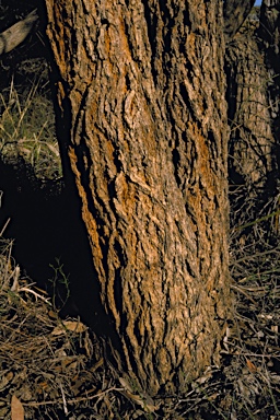 APII jpeg image of Eucalyptus todtiana  © contact APII