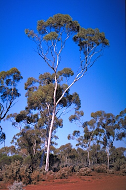 APII jpeg image of Eucalyptus transcontinentalis  © contact APII