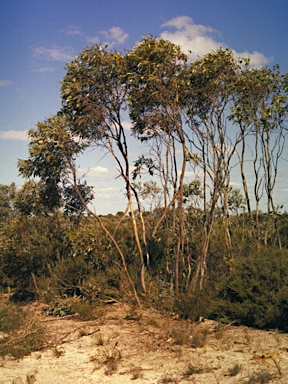 APII jpeg image of Eucalyptus tumida  © contact APII