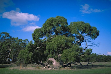 APII jpeg image of Eucalyptus viminalis subsp. cygnetensis  © contact APII