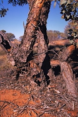 APII jpeg image of Eucalyptus vokesensis  © contact APII