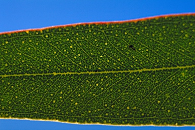 APII jpeg image of Eucalyptus yalatensis  © contact APII