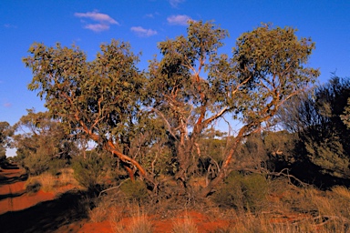 APII jpeg image of Eucalyptus youngiana  © contact APII