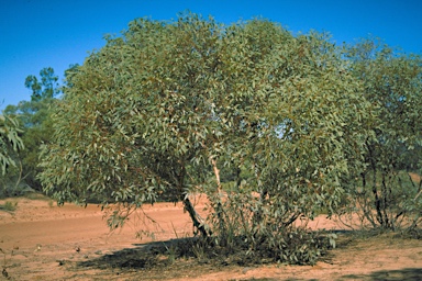 APII jpeg image of Eucalyptus socialis subsp. victoriensis  © contact APII