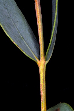 APII jpeg image of Eucalyptus socialis subsp. victoriensis  © contact APII