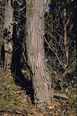 APII jpeg image of Eucalyptus aspersa  © contact APII