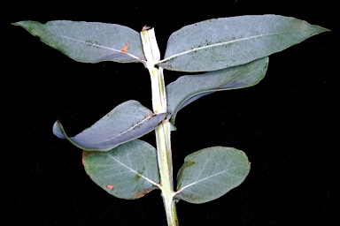 APII jpeg image of Eucalyptus moderata  © contact APII