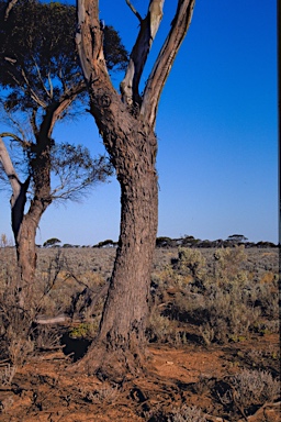 APII jpeg image of Eucalyptus oleosa subsp. oleosa  © contact APII