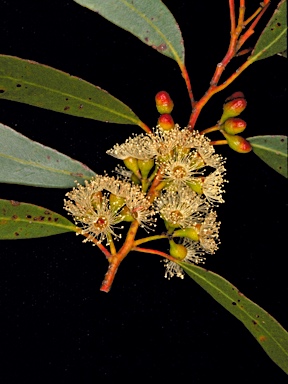 APII jpeg image of Eucalyptus oleosa subsp. oleosa  © contact APII