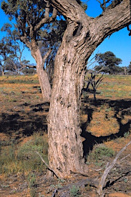 APII jpeg image of Eucalyptus largiflorens  © contact APII