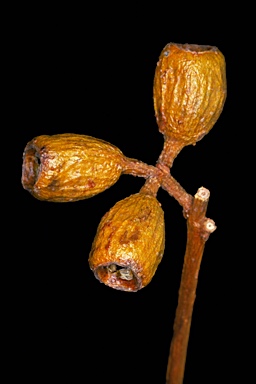 APII jpeg image of Eucalyptus eudesmioides subsp. Selachiana (M.I.H.Brooker 8129  © contact APII