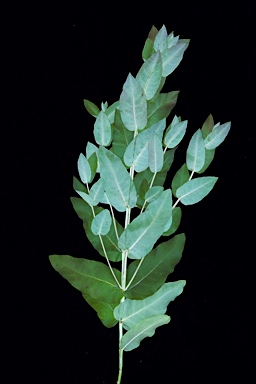 APII jpeg image of Eucalyptus globulus subsp. pseudoglobulus  © contact APII