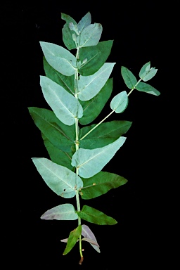 APII jpeg image of Eucalyptus globulus subsp. globulus  © contact APII