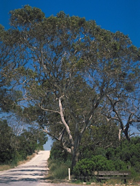 APII jpeg image of Eucalyptus leucoxylon subsp. megalocarpa  © contact APII