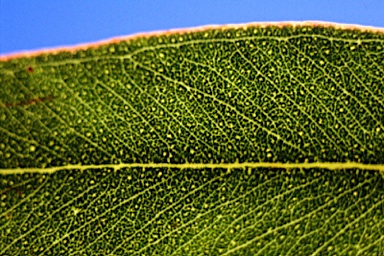 APII jpeg image of Eucalyptus virginea  © contact APII