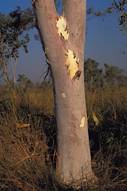 APII jpeg image of Eucalyptus alba var. australasica  © contact APII